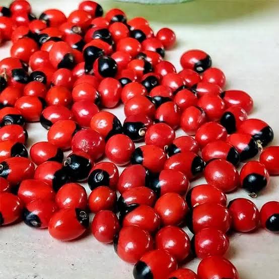 Red gunja (guri ginjalu)